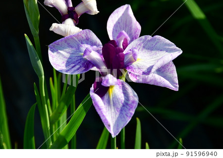 宮城県　多賀城市　特別史跡　国府多賀城跡のあやめ園　あやめ祭り 91596940