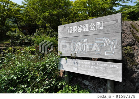 箱根強羅公園　初夏の風景 91597379