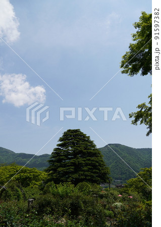 箱根強羅公園　ヒマラヤ杉と初夏の風景 91597382