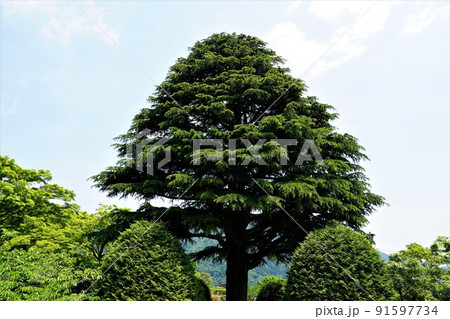箱根強羅公園 ヒマラヤ杉と初夏の風景 箱根強羅公園 ヒマラヤ杉と初夏の風景 91597734
