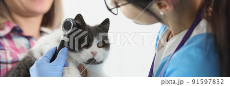 Woman doctor veterinarian checking cats ear with special equipment Woman doctor veterinarian checking cats ear with special equipment 91597832
