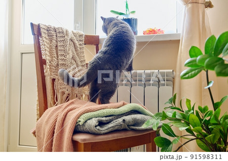 Gray cat basking near heating radiator, looking out window Gray cat basking near heating radiator, looking out window 91598311