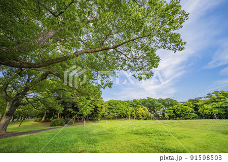 都立辰巳の森緑道公園 都立辰巳の森緑道公園 91598503