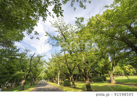 都立辰巳の森緑道公園 都立辰巳の森緑道公園 91598505