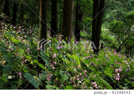 小川町腰越の秋海棠 小川町腰越の秋海棠 91598543