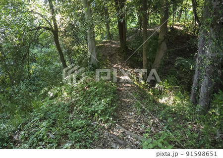 松山城跡の空堀【国指定史跡・比企城館跡群】/埼玉県比企郡吉見町 松山城跡の空堀【国指定史跡・比企城館跡群】/埼玉県比企郡吉見町 91598651