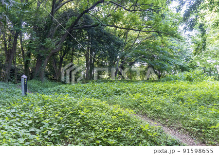 松山城跡の曲輪4【国指定史跡・比企城館跡群】／埼玉県比企郡吉見町 91598655