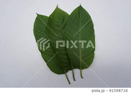kratom leaves on the white background kratom leaves on the white background 91598716