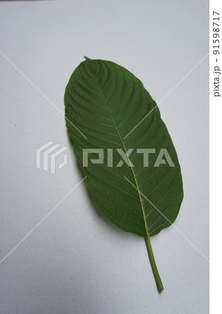 kratom leaves on the white background kratom leaves on the white background 91598717