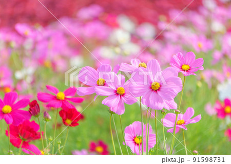 満開のカラフルなコスモス畑 91598731