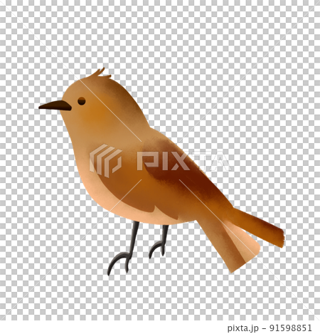 bird bird 91598851