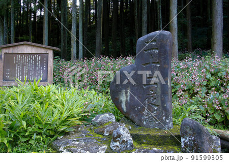 小川町腰越の秋海棠 小川町腰越の秋海棠 91599305