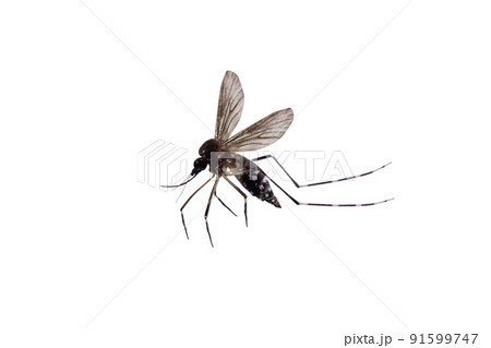 mosquito isolated on white background 91599747