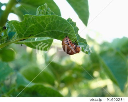 One larva of a Colorado potato beetle crawls on a pitted potato leaf. Close-up. illustration on the theme of protecting agricultural plants from bugs and pests. 91600284