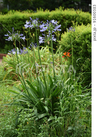 公園に咲く花 91600383