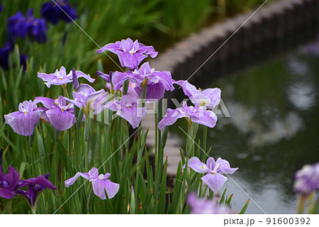 梅雨に咲く花 91600392