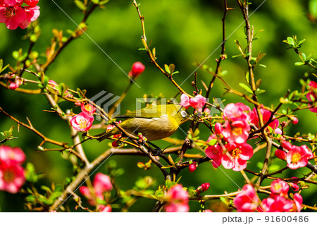 福岡県久留米市石橋文化センターの春の野鳥 福岡県久留米市石橋文化センターの春の野鳥 91600486