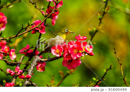 福岡県久留米市石橋文化センターの春の野鳥 91600499