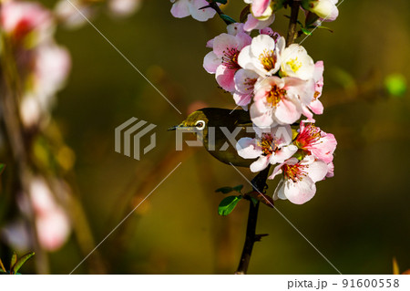 福岡県久留米市石橋文化センターの春の野鳥 91600558