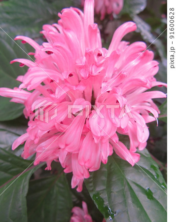 満開のピンク色のサンゴバナ 満開のピンク色のサンゴバナ 91600628