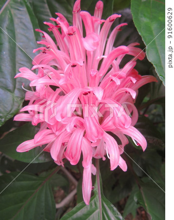 満開のピンク色のサンゴバナ 満開のピンク色のサンゴバナ 91600629