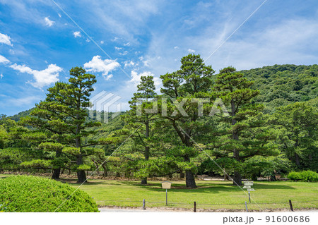 【高松市】栗林公園　お手植松 91600686
