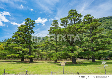 【高松市】栗林公園 お手植松 【高松市】栗林公園 お手植松 91600687