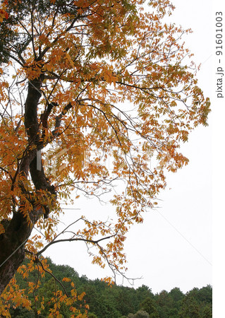 紅葉 紅葉 91601003