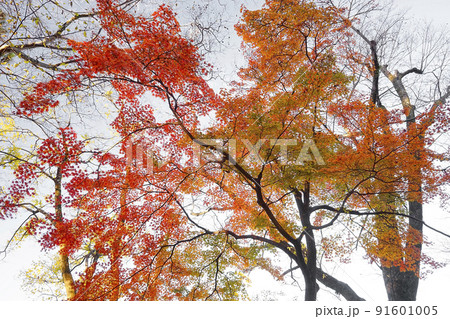 紅葉 紅葉 91601005