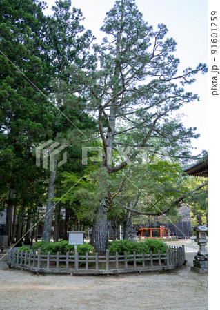 【和歌山県】　金堂　 91601259