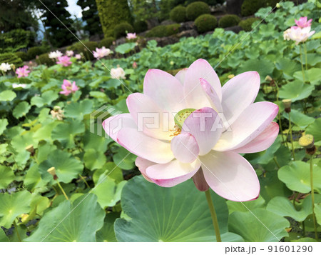 龍興寺のハスの池 龍興寺のハスの池 91601290