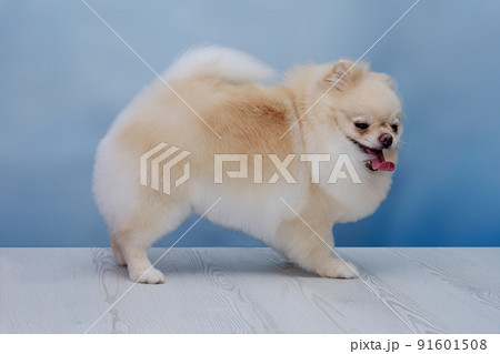 The Pomeranian Pomeranian dog stands on a wooden floor on a blue background 91601508