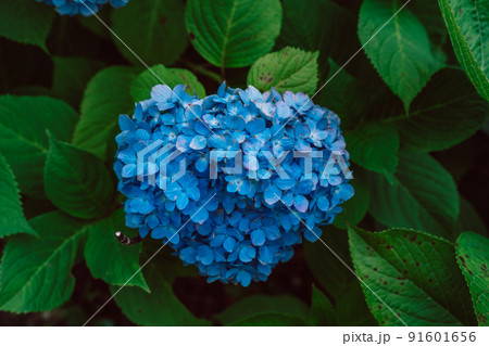 ハートの紫陽花 91601656