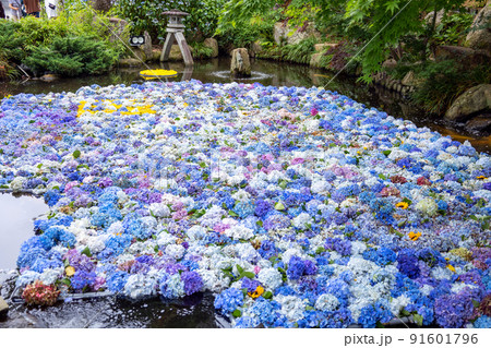 アジサイの水中花 91601796