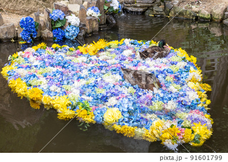ハートの水中花 ハートの水中花 91601799