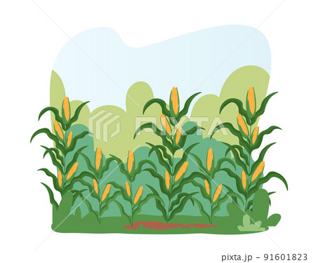 Corn Field Landscape. Farm Land with Ripe Plants Ready for Harvesting. Autumnal Harvest, Crop at Countriside or Village 91601823