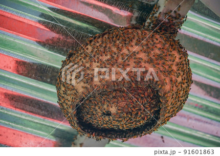ペルーのハチの巣 91601863