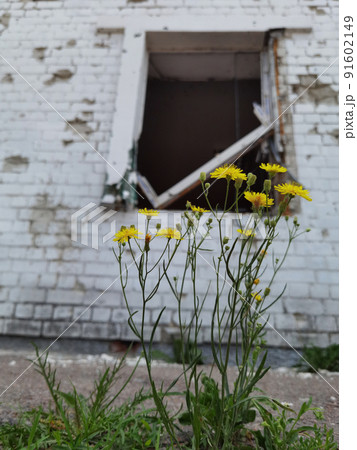 Damaged ruined houses in Chernihiv near Kyiv on north of Ukraine Damaged ruined houses in Chernihiv near Kyiv on north of Ukraine 91602149