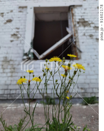 Damaged ruined houses in Chernihiv near Kyiv on north of Ukraine Damaged ruined houses in Chernihiv near Kyiv on north of Ukraine 91602178