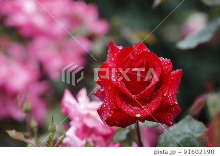 荒尾市　おもやい市民花壇　バラの花、 91602190