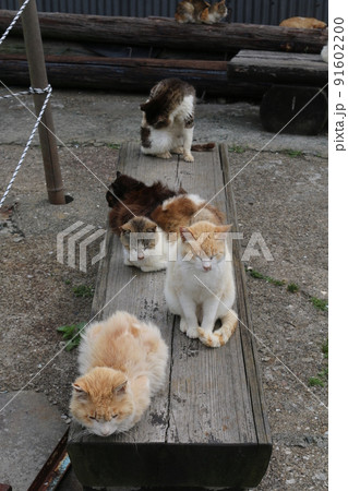 青島の猫 91602200