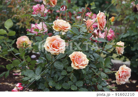 荒尾市 おもやい市民花壇 バラの花、 荒尾市 おもやい市民花壇 バラの花、 91602210