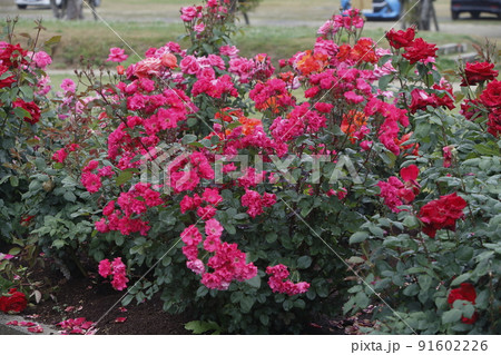 荒尾市 おもやい市民花壇 バラの花、 荒尾市 おもやい市民花壇 バラの花、 91602226