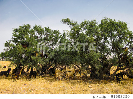 Goats on the argania tree, Morocco 91602230