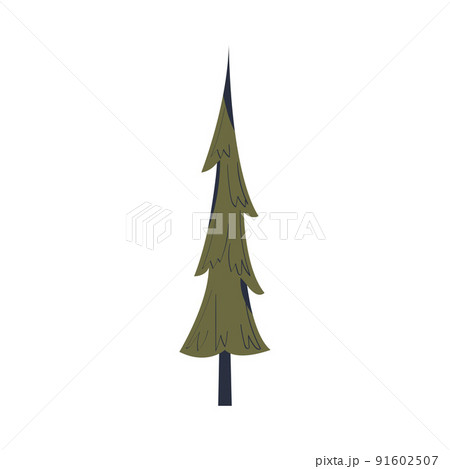 Green Fir Tree as Evergreen Plant with Trunk Growing in Forest Vector Illustration 91602507