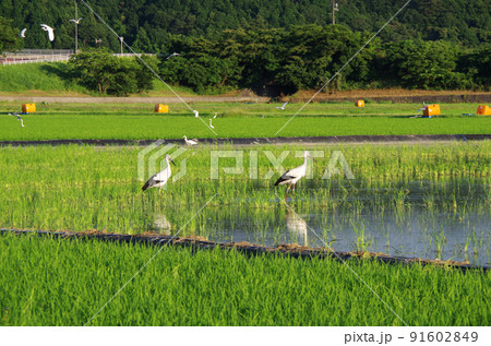 梅雨明けの水田にコウノトリが飛来している光景 ... 島根県 安来市：晴れ 91602849