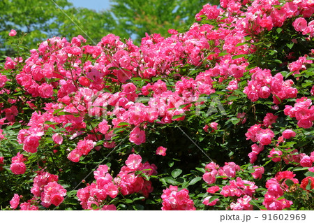 埼玉県比企郡川島町下八ツ林　平成の森公園の日本一のバラのトンネル　満開の薔薇 91602969