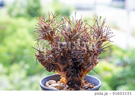 棘棘しい塊根植物ユーフォルビアオイデス 91603235