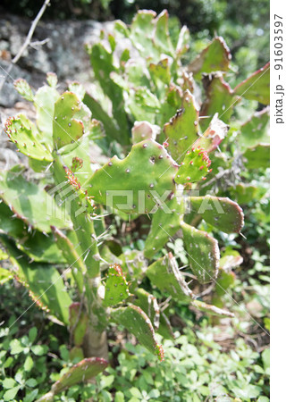 室戸岬のウチワサボテン 91603597