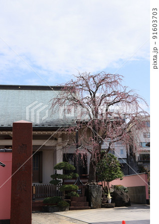 谷中七福神布袋の東京都荒川区の修性院の風景 谷中七福神布袋の東京都荒川区の修性院の風景 91603703